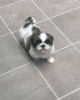 Zdjęcie №1. shih tzu - na sprzedaż w Bassersdorf | negocjowane | Zapowiedź №127624