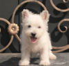 Dodatkowe zdjęcia: suczka szczeniaka west highland white terrier