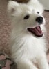 Zdjęcie №2 do zapowiedźy № 8797 na sprzedaż  samojed (rasa psa) - wkupić się Federacja Rosyjska prywatne ogłoszenie