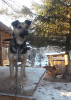 Zdjęcie №1. pies nierasowy - na sprzedaż w Краснокамск | Bezpłatny | Zapowiedź №9009