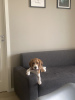 Zdjęcie №1. Usługi krycia - rasa: beagle (rasa psa). Cena - Bezpłatny