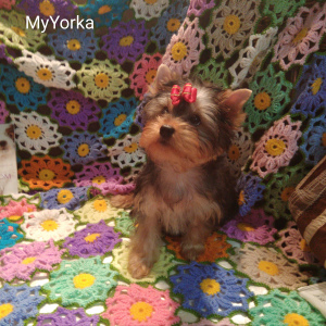 Zdjęcie №2 do zapowiedźy № 3888 na sprzedaż  yorkshire terrier - wkupić się Federacja Rosyjska hodowca