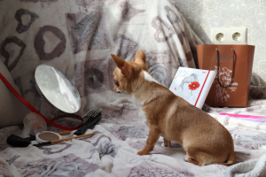 Zdjęcie №2 do zapowiedźy № 6080 na sprzedaż  chihuahua (rasa psów) - wkupić się Białoruś od żłobka, hodowca