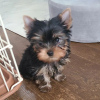 Zdjęcie №1. yorkshire terrier - na sprzedaż w Jelgava | negocjowane | Zapowiedź №97177