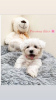 Zdjęcie №3. Cuddly Maltese Puppies. Dania