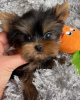 Zdjęcie №2 do zapowiedźy № 42918 na sprzedaż  yorkshire terrier - wkupić się Niemcy prywatne ogłoszenie