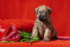 Zdjęcie №2 do zapowiedźy № 9907 na sprzedaż  irish soft coated wheaten terrier - wkupić się Federacja Rosyjska od żłobka
