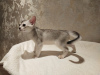 Zdjęcie №2 do zapowiedźy № 41776 na sprzedaż  kot abisyński - wkupić się Federacja Rosyjska prywatne ogłoszenie