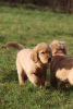 Zdjęcie №3. GOLDEN RETRIEVER- american type, american line,. Polska