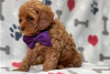 Zdjęcie №3. Piękne szczenięta Cavapoo Do bezpłatnej adopcji. Niemcy