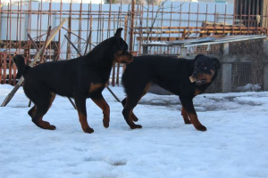 Zdjęcie №3. Szczenięta Rottweiler. Federacja Rosyjska