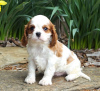 Zdjęcie №1. cavalier king charles spaniel - na sprzedaż w Штутгарт | Bezpłatny | Zapowiedź №123920