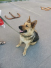 Zdjęcie №4. Sprzedam pies nierasowy w Ryazan. prywatne ogłoszenie - cena - Bezpłatny