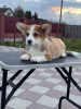 Zdjęcie №1. welsh corgi - na sprzedaż w Berlin | 5023zł | Zapowiedź №42389