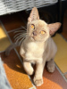 Zdjęcie №1. kot birmański - na sprzedaż w Bad Kreuznach | 2721zł | Zapowiedź № 66498