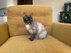 Dodatkowe zdjęcia: Bardzo piękna kotka Taya w prezencie