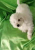 Zdjęcie №3. Curly Bichon, piękne szczenięta. Serbia