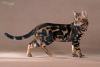 Zdjęcie №2 do zapowiedźy № 13670 na sprzedaż  kot bengalski - wkupić się Federacja Rosyjska od żłobka, hodowca