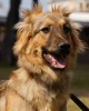Zdjęcie №2 do zapowiedźy № 10990 na sprzedaż  pies nierasowy - wkupić się Federacja Rosyjska prywatne ogłoszenie