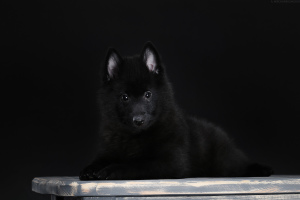 Zdjęcie №4. Sprzedam schipperke w Charków. prywatne ogłoszenie - cena - 2273zł