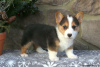 Zdjęcie №2 do zapowiedźy № 63531 na sprzedaż  welsh corgi - wkupić się USA 