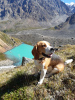 Zdjęcie №4. Krycia beagle (rasa psa) w Federacja Rosyjska. Zapowiedź № 7922