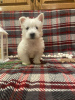 Zdjęcie №3. Sprzedam szczenięta West Highland Terrier. Niemcy