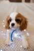 Zdjęcie №1. cavalier king charles spaniel - na sprzedaż w Praga | 7534zł | Zapowiedź №43858