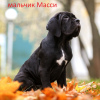 Zdjęcie №3. Szczenięta włoskiego Cane Corso. Białoruś