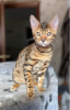 Zdjęcie №1. kot bengalski - na sprzedaż w Wołogda | 1017zł | Zapowiedź № 7764