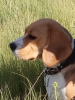 Zdjęcie №2 do zapowiedźy № 13293 na sprzedaż  beagle (rasa psa) - wkupić się Federacja Rosyjska prywatne ogłoszenie