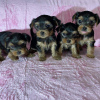 Zdjęcie №1. yorkshire terrier - na sprzedaż w Londyn | 1256zł | Zapowiedź №78372