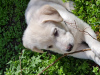 Zdjęcie №3. Sprzedam Białego Szczeniaka Labrador Retriever. Gruzja