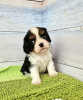 Zdjęcie №1. beagle (rasa psa) - na sprzedaż w Monachium | 1386zł | Zapowiedź №105352