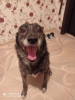 Zdjęcie №2 do zapowiedźy № 8134 na sprzedaż  pies nierasowy - wkupić się Federacja Rosyjska prywatne ogłoszenie