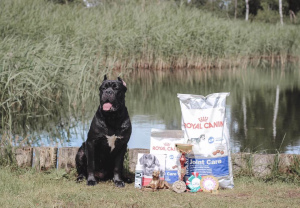 Dodatkowe zdjęcia: Dog Cane Corso do dziania