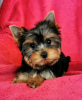 Zdjęcie №2 do zapowiedźy № 123408 na sprzedaż  yorkshire terrier - wkupić się Grecja prywatne ogłoszenie