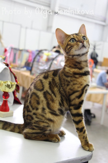 Zdjęcie №4. Sprzedam kot bengalski w Naberezhnye Chelny. od żłobka, hodowca - cena - 1210zł