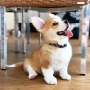 Zdjęcie №1. welsh corgi - na sprzedaż w Дортмунд | 1046zł | Zapowiedź №95724