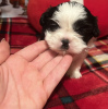 Zdjęcie №2 do zapowiedźy № 84041 na sprzedaż  shih tzu - wkupić się USA prywatne ogłoszenie