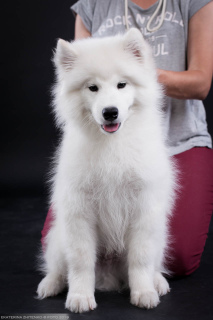 Dodatkowe zdjęcia: Samoyed. Inteligentny chłopak