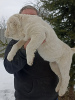 Zdjęcie №2 do zapowiedźy № 40616 na sprzedaż  pies nierasowy - wkupić się Litwa od żłobka