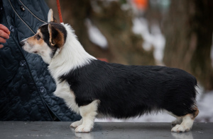 Zdjęcie №1. welsh corgi - na sprzedaż w Москва | 4375zł | Zapowiedź №4649