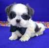 Zdjęcie №3. Urocze szczenięta Shih Tzu do bezpłatnej adopcji. Niemcy