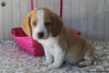 Zdjęcie №4. Sprzedam beagle (rasa psa) w East Texas.  - cena - 1585zł