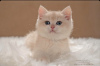 Zdjęcie №2 do zapowiedźy № 15916 na sprzedaż  kot brytyjski krótkowłosy - wkupić się Federacja Rosyjska hodowca