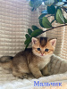 Zdjęcie №1. chinchilla cat - na sprzedaż w Истра | negocjowane | Zapowiedź № 59249