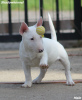 Dodatkowe zdjęcia: Szczenięta Mini Bull Terrier