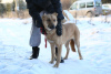 Zdjęcie №2 do zapowiedźy № 9006 na sprzedaż  pies nierasowy - wkupić się Federacja Rosyjska ze schronu