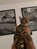 Zdjęcie №1. kot bengalski - na sprzedaż w Essen | 1339zł | Zapowiedź № 96389